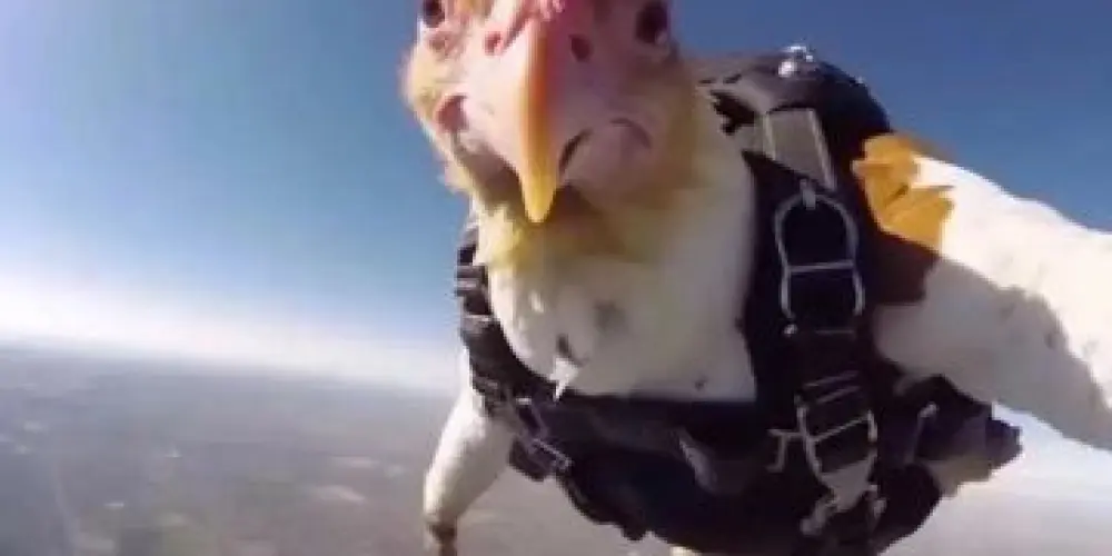 Imagem do grupo de WhatsApp mídia 💯