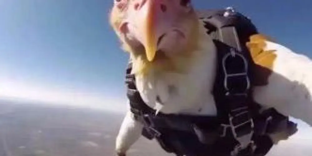 Imagem do grupo de WhatsApp mídia 💯