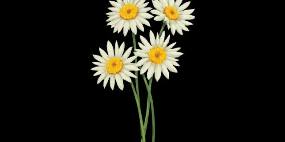 Imagem do grupo de WhatsApp 💛 MILAGRES DE DEUS 🌻