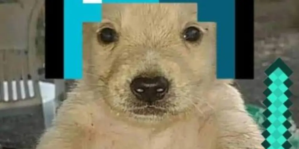 Imagem do grupo de WhatsApp Minezin