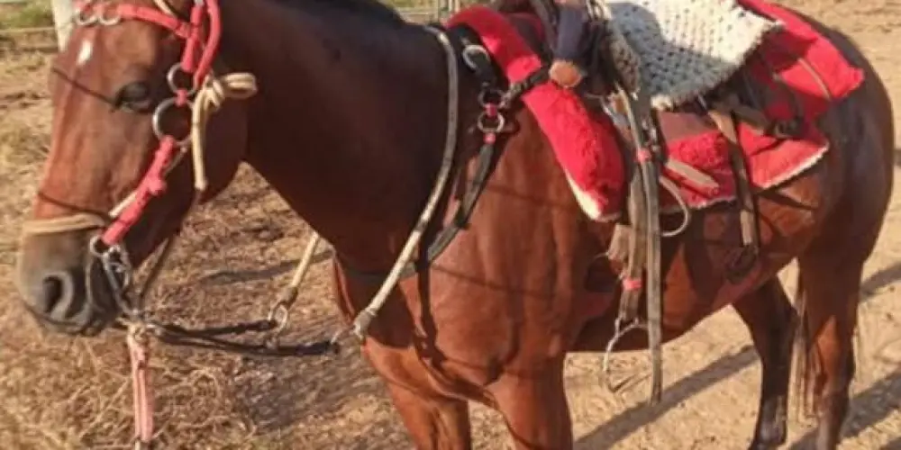 Imagem do grupo de WhatsApp Minha vaqueirama 2025