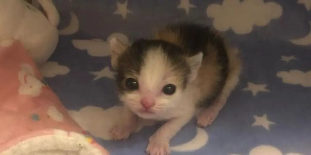 Imagem do grupo de WhatsApp Misoginia & Misandria (M.M)