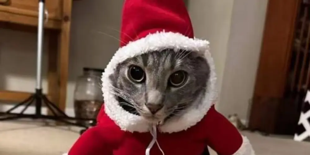 Imagem do grupo de WhatsApp MOLESTADOS 👹