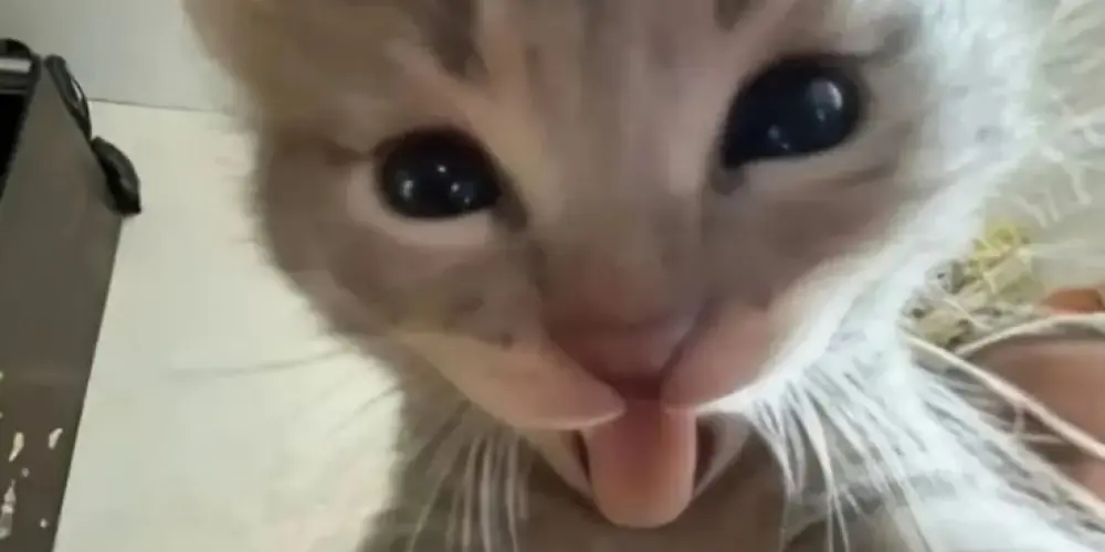 Imagem do grupo de WhatsApp Monkeys