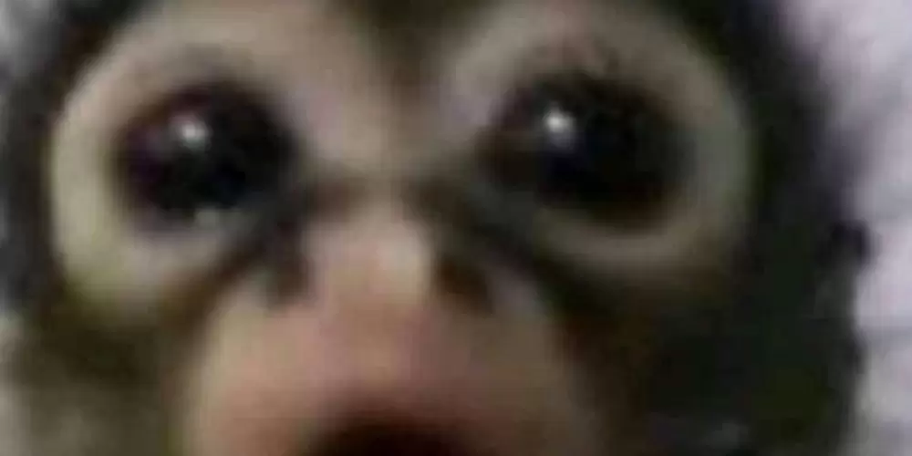 Imagem do grupo de WhatsApp Monkeys da web ✨