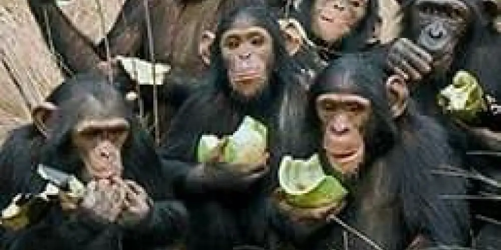 Imagem do grupo de WhatsApp Mookelandia