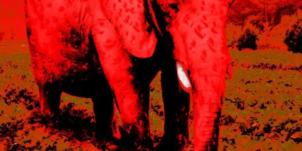 Imagem do grupo de WhatsApp Morango tango