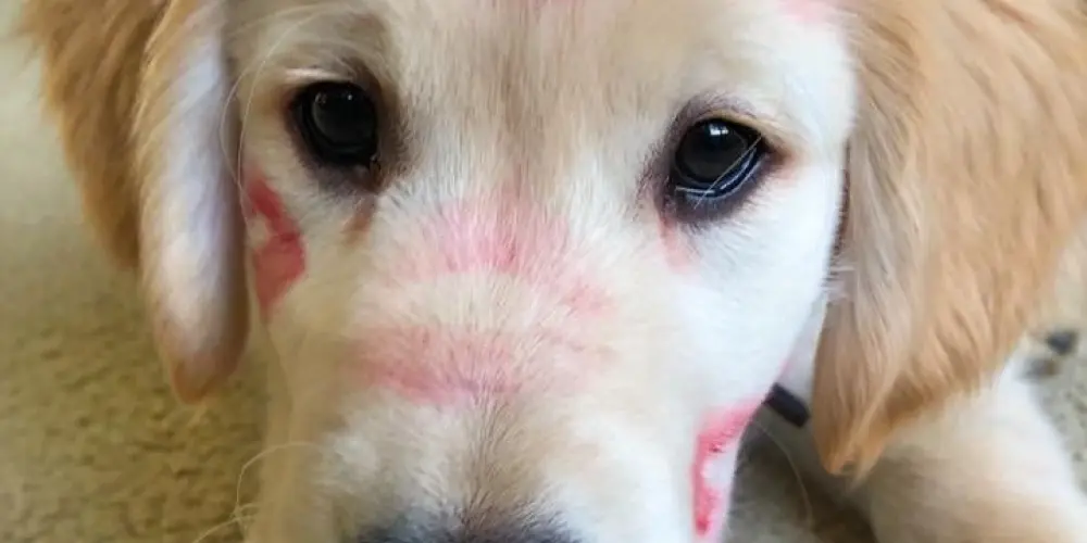 Imagem do grupo de WhatsApp MOURAS MOREIRAS