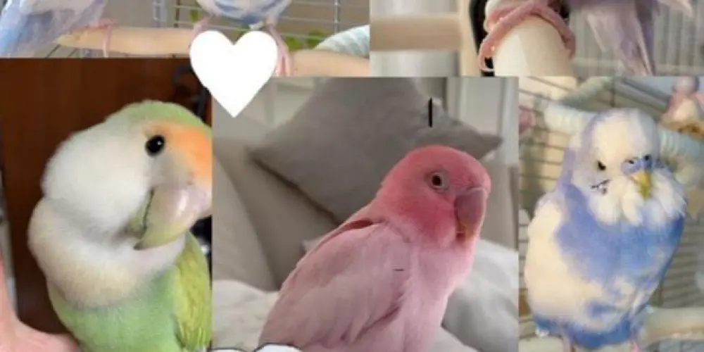 Imagem do grupo de WhatsApp Muita loucura 🤡🤡