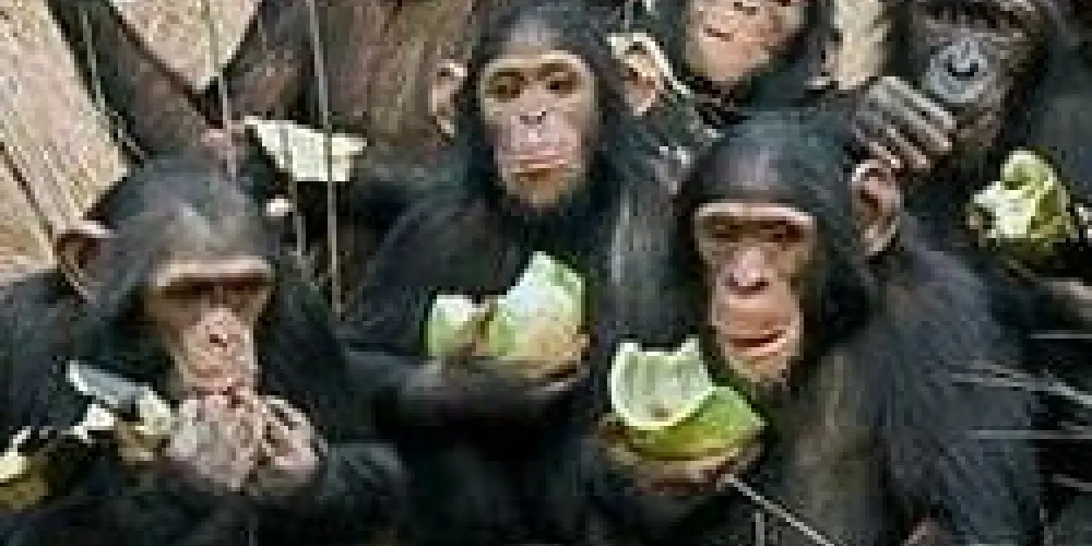 Imagem do grupo de WhatsApp MUNDINHO DOS RETARDADOS🔥