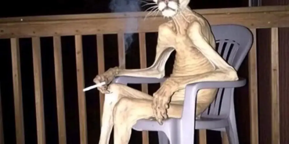 Imagem do grupo de WhatsApp Mundo alternativo