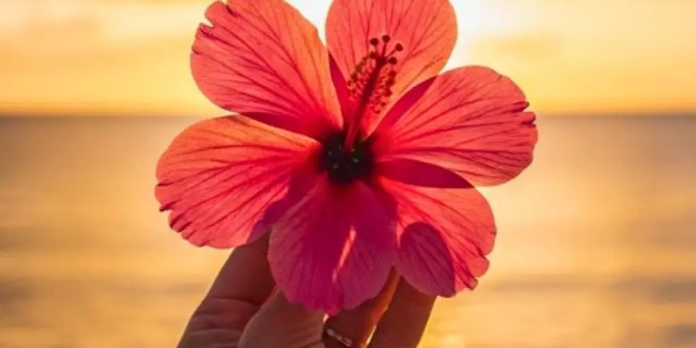 Imagem do grupo de WhatsApp MUNDO COR DE ROSA