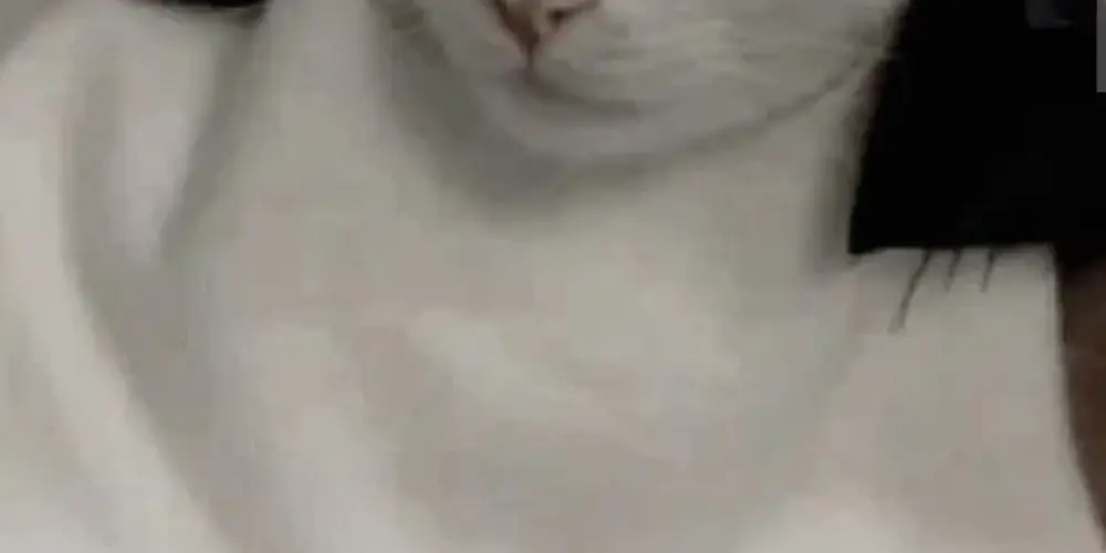 Imagem do grupo de WhatsApp Mundo do animes