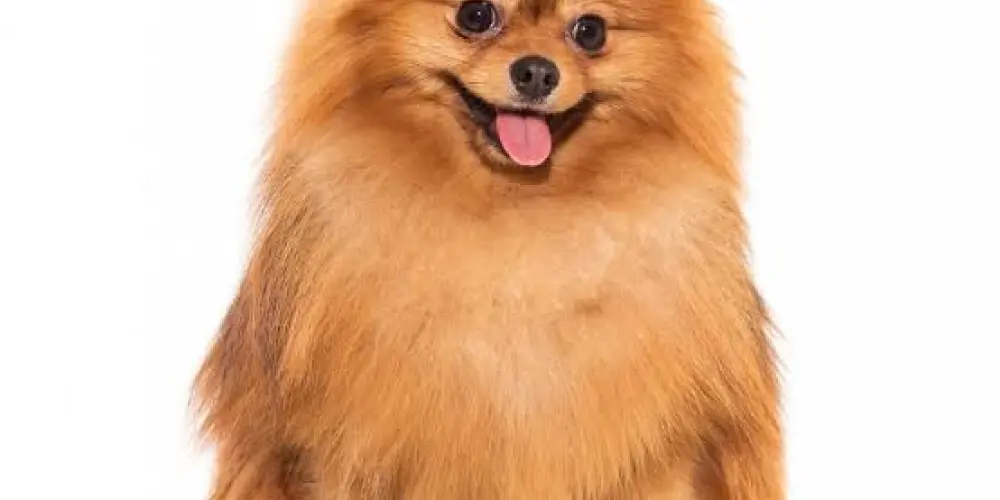 Imagem do grupo de WhatsApp MUNDO DOS BICHINHOS