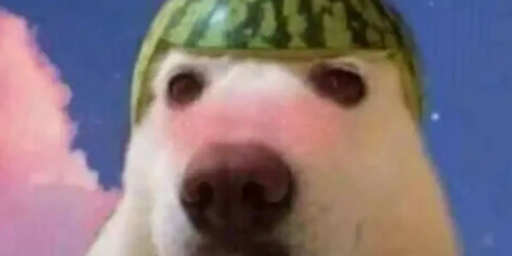 Imagem do grupo de WhatsApp Mundo figurinha