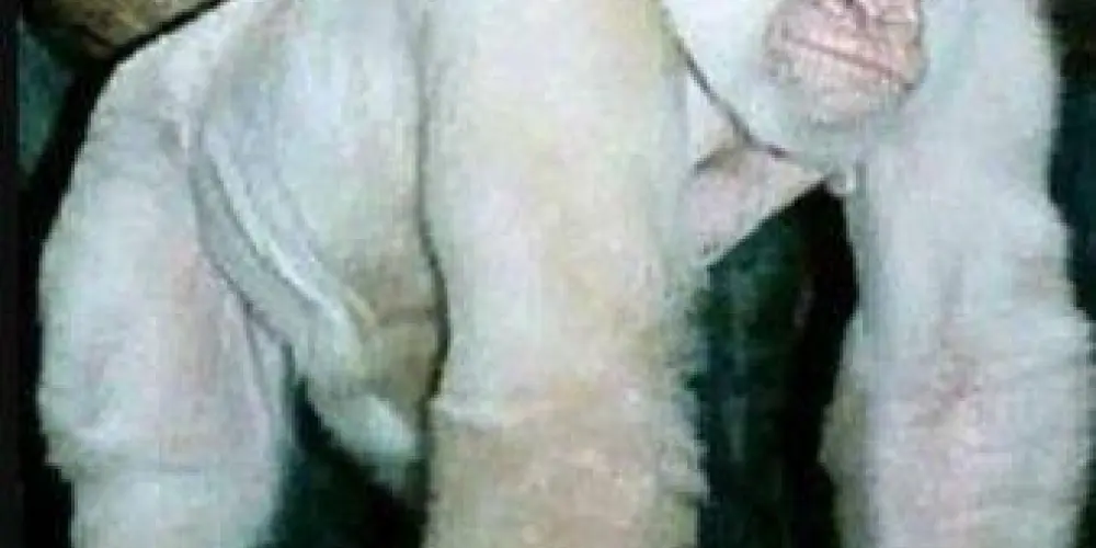 Imagem do grupo de WhatsApp Muquiranas Inglorios