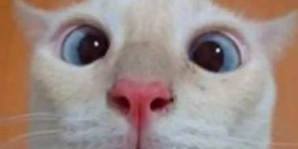 Imagem do grupo de WhatsApp my friend♡