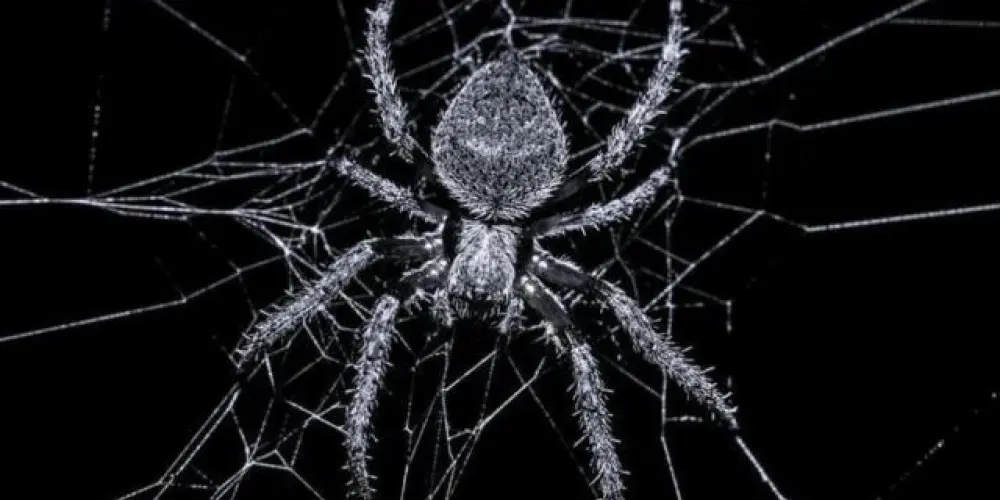 Imagem do grupo de WhatsApp My little world