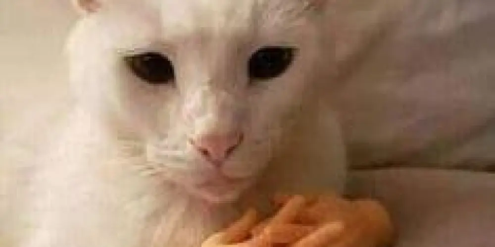 Imagem do grupo de WhatsApp N E O N 🐺 ＥＬＩＴＥ