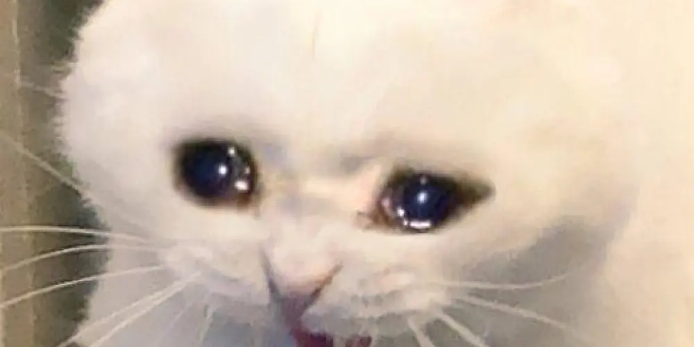 Imagem do grupo de WhatsApp 🩵🌹𝔐𝕒ᄃ𝖔n𝒉𝒆𝚒ᖇ𝖔𝓈  ι𝒆t𝕒𝚒𝓈🌹🩵