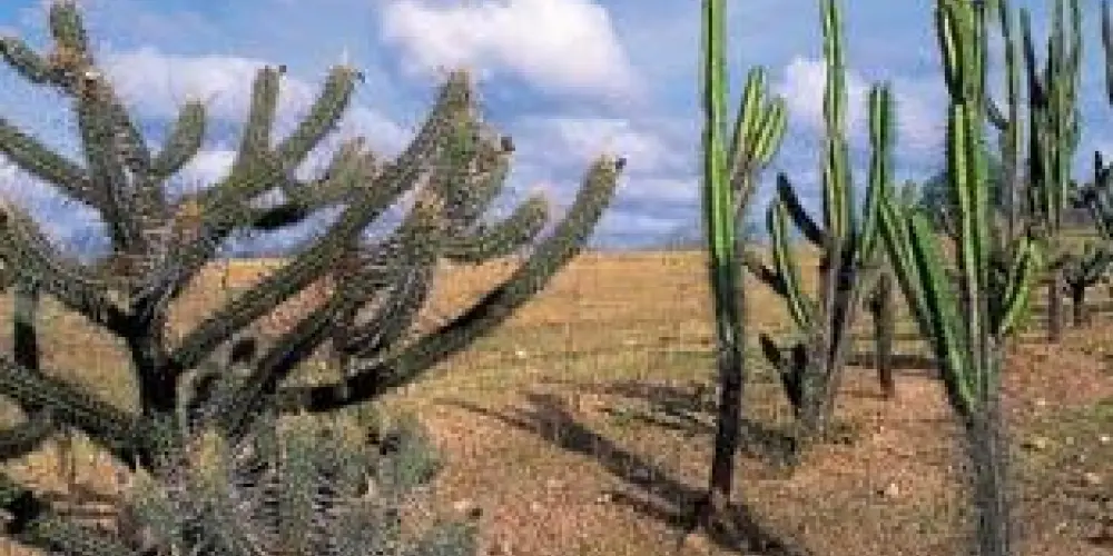 Imagem do grupo de WhatsApp NAÇÃO NORDESTINA 🏜️🌄🏖️