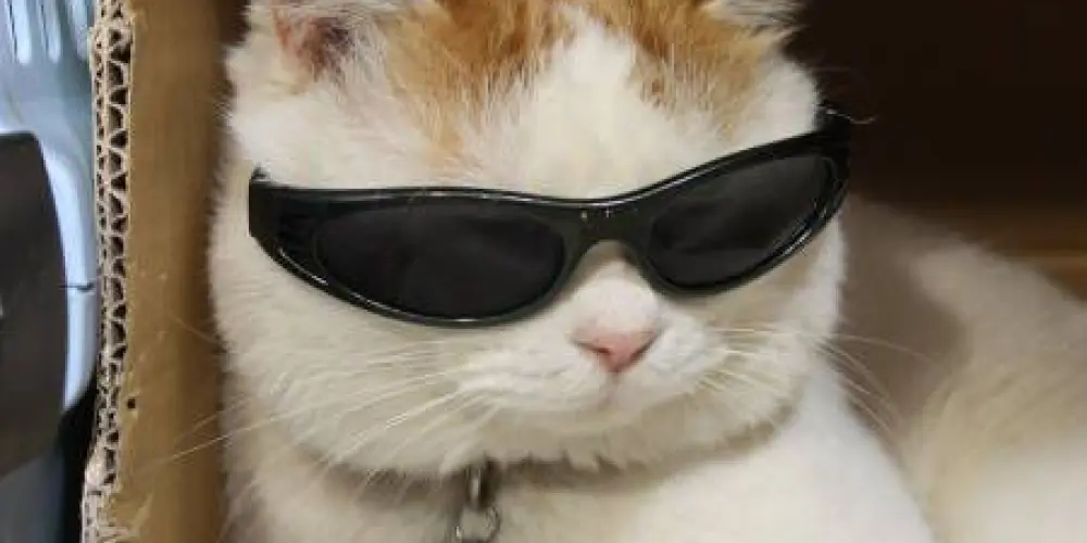 Imagem do grupo de WhatsApp Nada com nada 😎😁