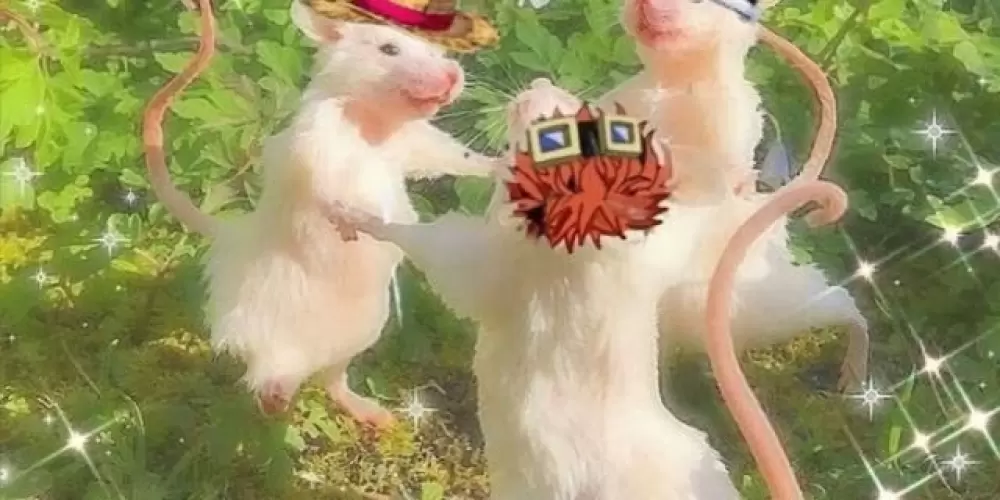 Imagem do grupo de WhatsApp ✨🎄🎁 Nakamas 🎁🎄✨