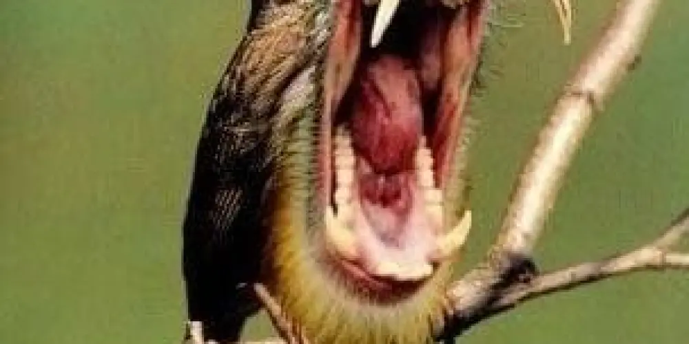 Imagem do grupo de WhatsApp Namakura gatana