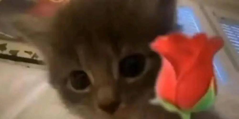 Imagem do grupo de WhatsApp NAMORO E AMIZADES ❤️