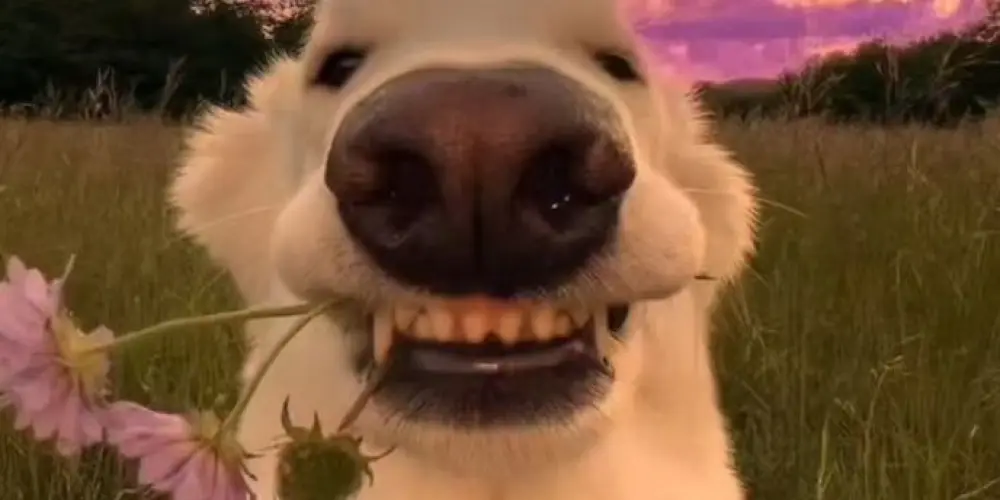 Imagem do grupo de WhatsApp Namoro e amizades 👉🏼👈🏼😜