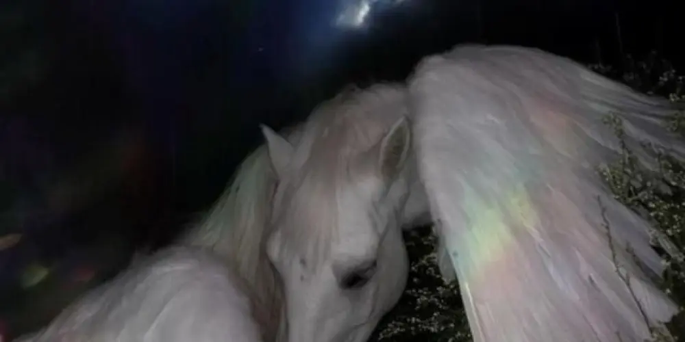 Imagem do grupo de WhatsApp Namoro Girls Unicorn