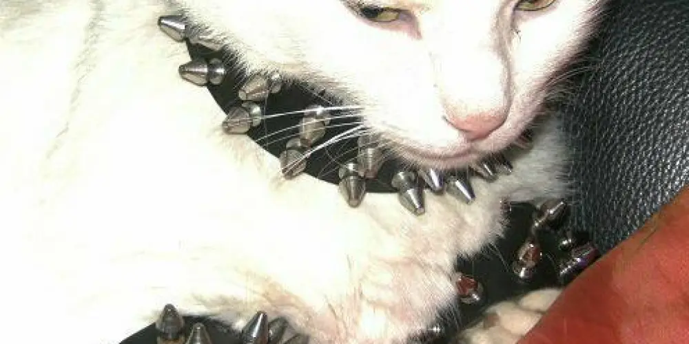 Imagem do grupo de WhatsApp Namoro metaleiros