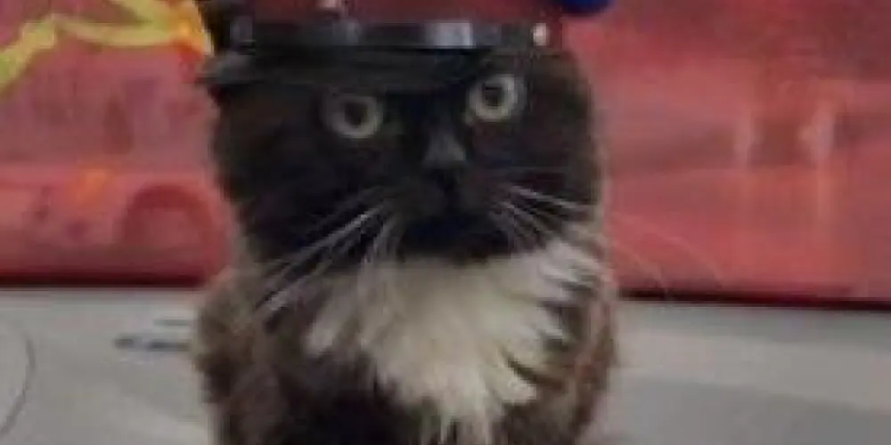 Imagem do grupo de WhatsApp Namoro ou amizade 2.0