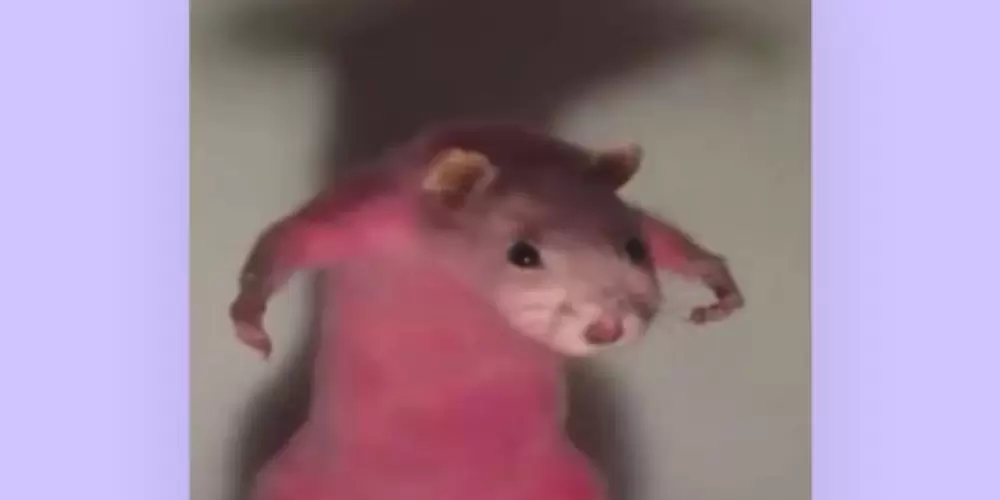 Imagem do grupo de WhatsApp NAMORO OU AMIZADE?