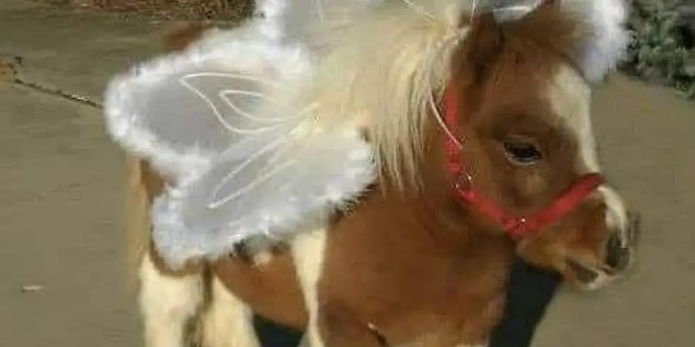 Imagem do grupo de WhatsApp Namoro ou amizade ❣