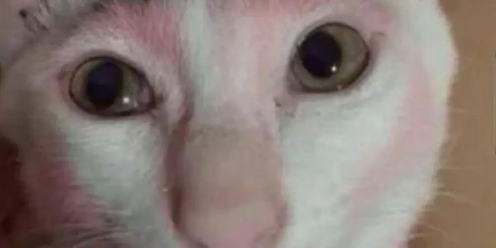 Imagem do grupo de WhatsApp Namoro ou amizade