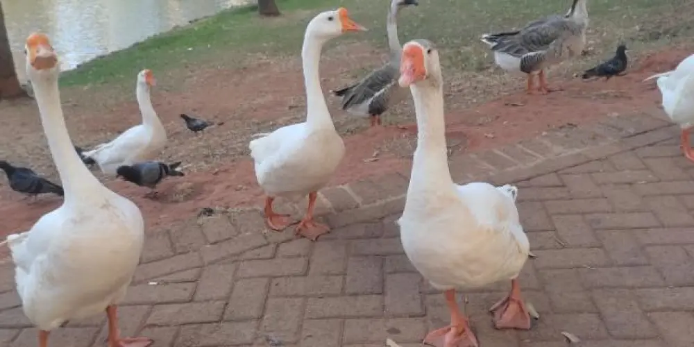 Imagem do grupo de WhatsApp Namoro ou amizade cristã