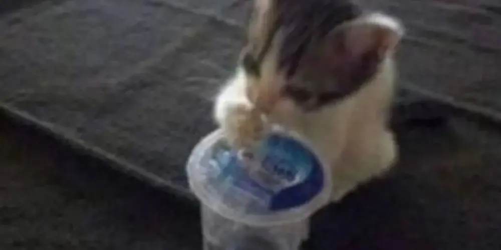 Imagem do grupo de WhatsApp Namoro ou amizades