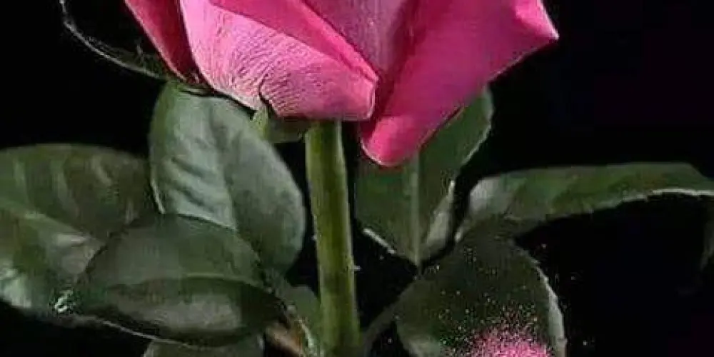 Imagem do grupo de WhatsApp Namoro 😍💍 sério é amizades