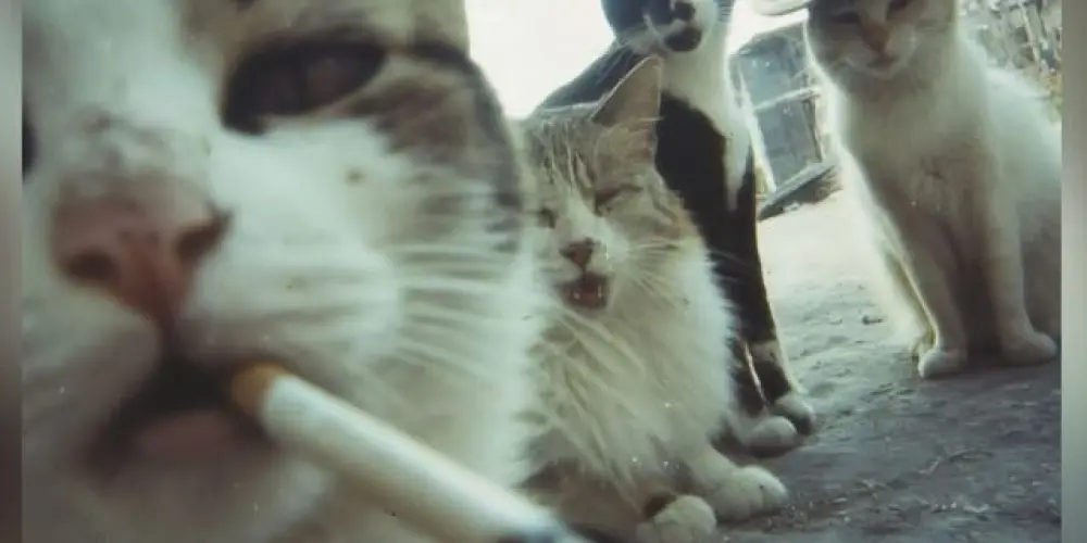 Imagem do grupo de WhatsApp Não somos normais✨