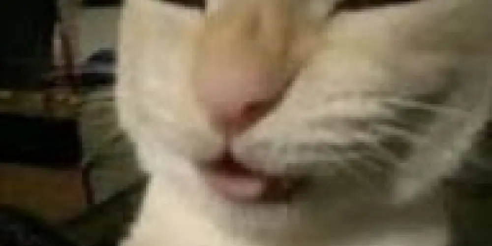 Imagem do grupo de WhatsApp NÁRNIA 1.0