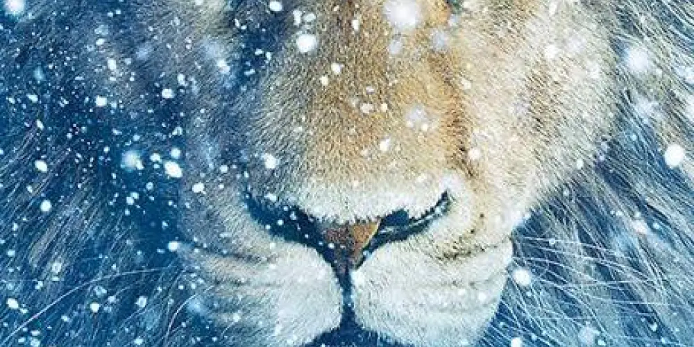 Imagem do grupo de WhatsApp Narnia 2.0