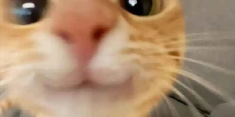 Imagem do grupo de WhatsApp ༺NATALINO🎅🏻࿐