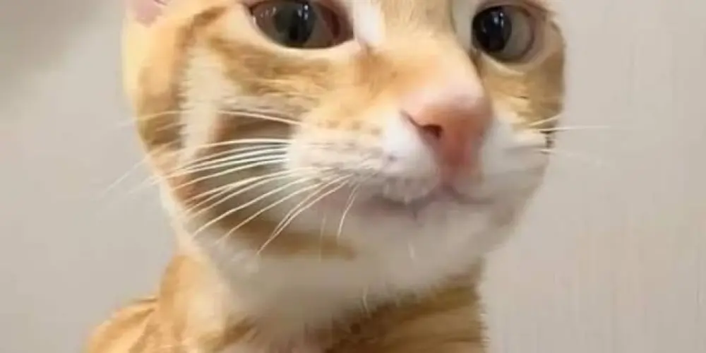 Imagem do grupo de WhatsApp Natan😝😈