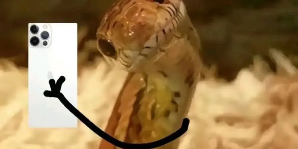 Imagem do grupo de WhatsApp Nathan e amgs