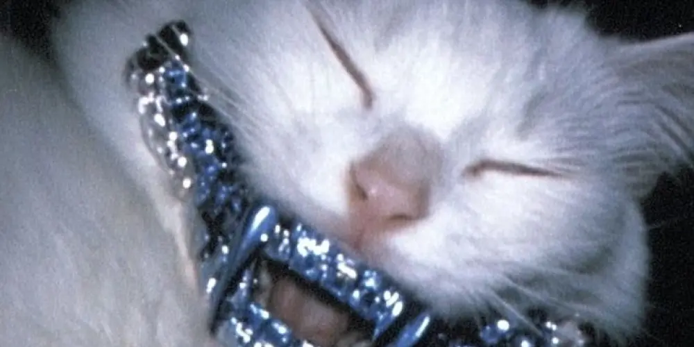 Imagem do grupo de WhatsApp Nébula