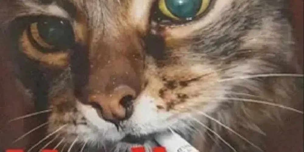 Imagem do grupo de WhatsApp Nébula remake