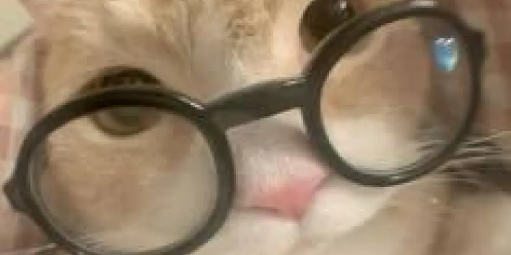 Imagem do grupo de WhatsApp Nerds | Amizade & Relacionamento leve +13