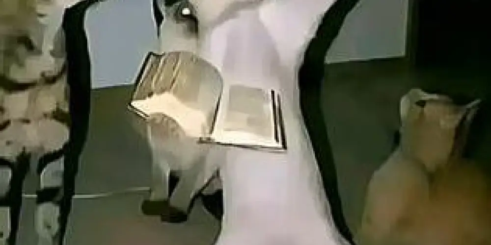 Imagem do grupo de WhatsApp 🍿😎 N.E.T. – Nem Entendi, Tô rindo