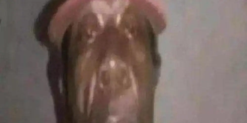 Imagem do grupo de WhatsApp Ngm morde n